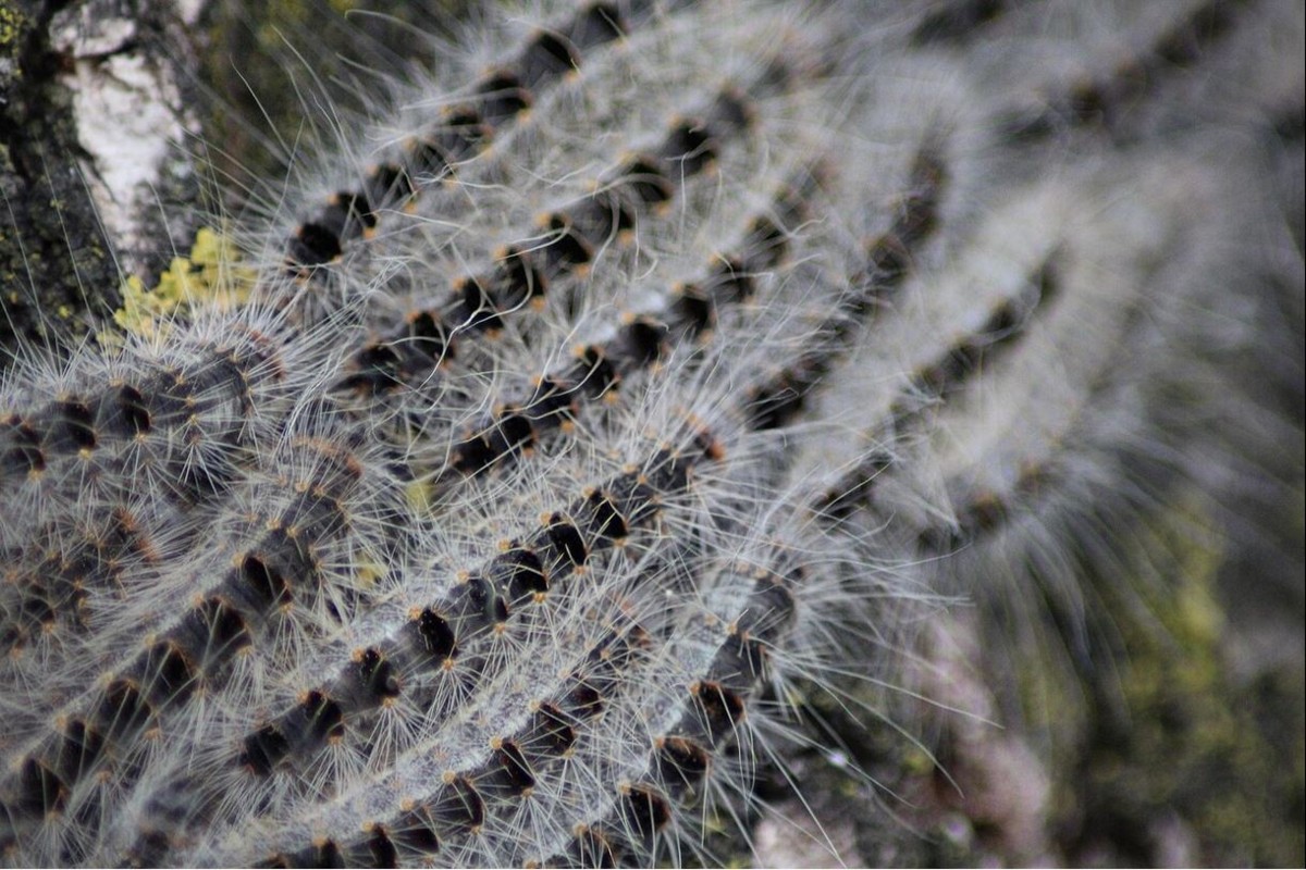 Bekämpfung von Eichenprozessionsspinner und Goldafter