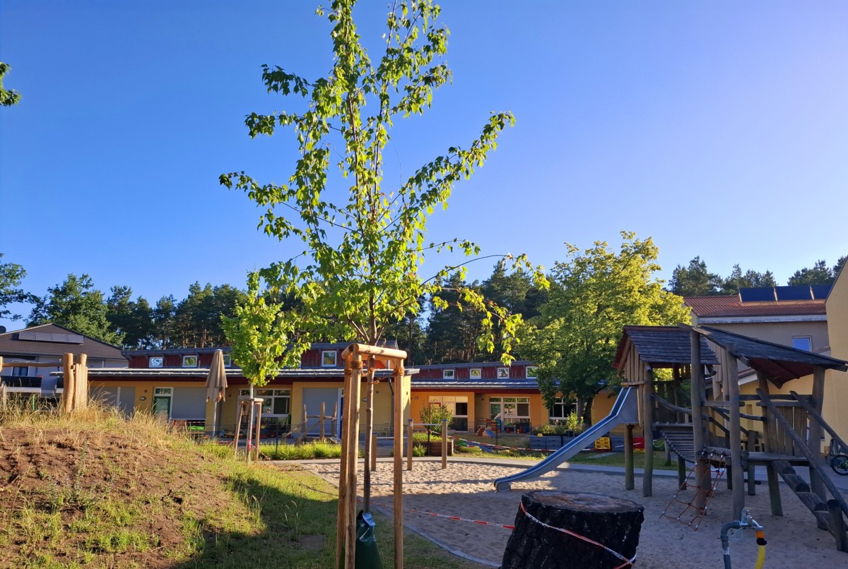 Baum-Spende an die Kita Neu Zittau