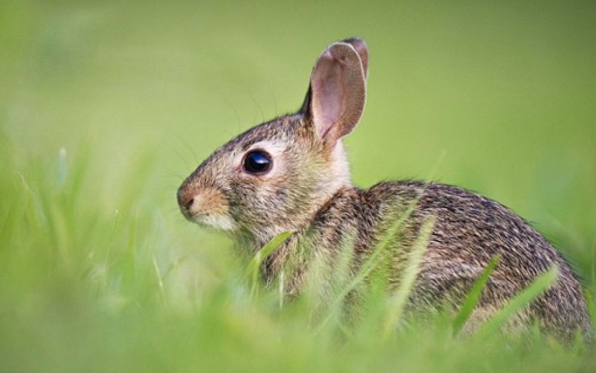 Frühlingserwachen im Heimatverein Gosen